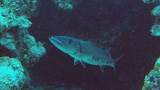 Scuba diver faces huge barracuda in tunnel entrance