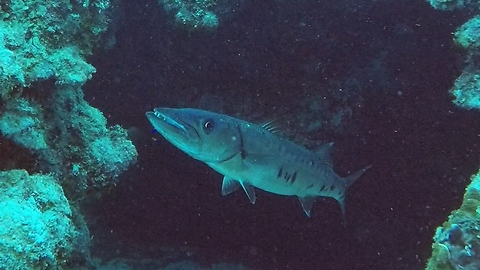 Scuba diver faces huge barracuda in tunnel entrance