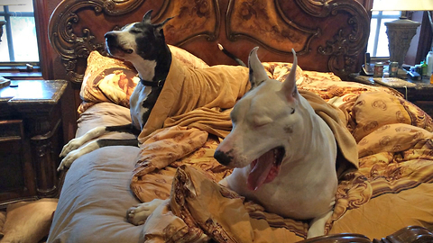 Two Lazy Great Danes complain about getting out of bed