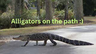 Messages from Ann & the Angels - 09/16/23 • Alligators on the path :)