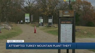 Attempted Turkey Mountain Plant Theft