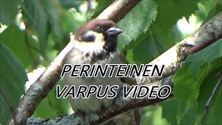 Perinteinen Varpus video