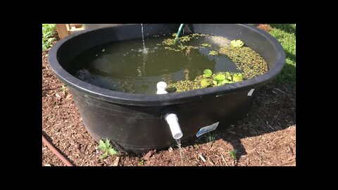 A Simple Fish and Vegetables System for Your Small Farm or Homestead