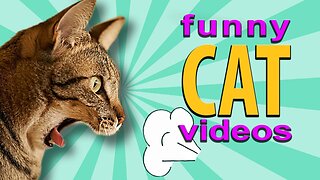 Funny Animal Videos 2023 🥰 - Funniest Dogs and Cats Videos 😁 #6