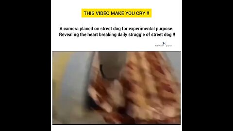 A camera placed on street dog for experimental purpose to see what happened in whole day