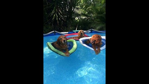 Playful pool day for the pups...