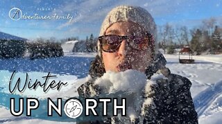 Finding A Little Bit Of Light | Bison at Elk Island National Park | Travel Alberta Living up North!