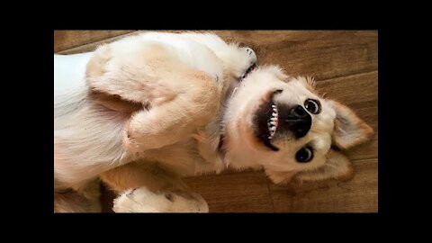 Awesome Funniest Dogs and Cats Pet Animals Life Videos
