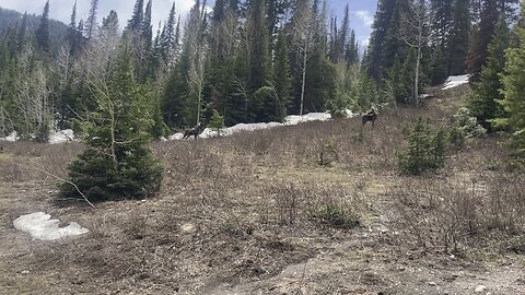 Moose sighting Donut Falls Trail Head