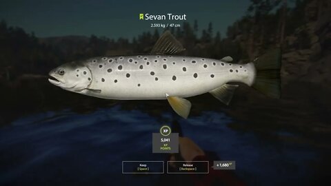 Russian Fishing 4 Kuori lake Sevan Trout 2.593 Kg