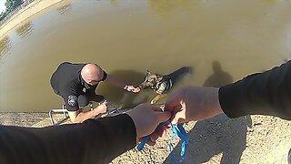 Glendale police officer uses pumpkin muffins in dog rescue