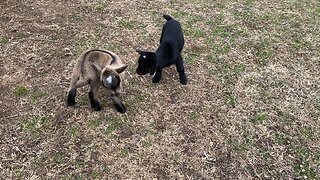 3 day old Pygmy/Nigerian Dwarf kids playing.