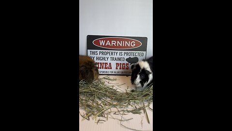 Protected by Guinea Pigs!