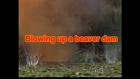 Blowing up a beaver dam