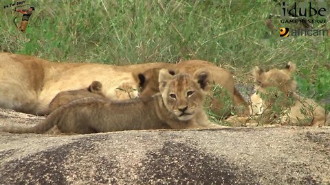 LIONS: Following The Pride 12: Pride Rock?