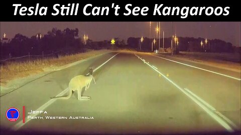 Tesla Still Can't See Kangaroos | TeslaCam Live