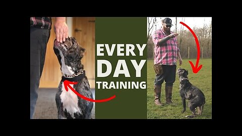 5 Basic tricks to train your dog & puppy || Expert Dog trainers