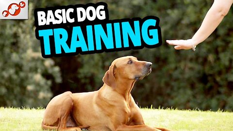 🐕 Basic Dog Training TOP10 TIPS Essential Commands Every Dog Should Know!