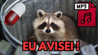 AS MELHORES REDPILL DO MESTRE RACCOON !