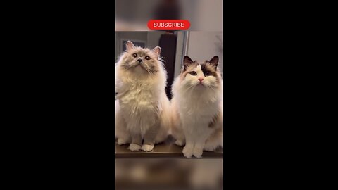 Unveiling Cutest Adorable Cats - You Won't Believe Your Eyes!
