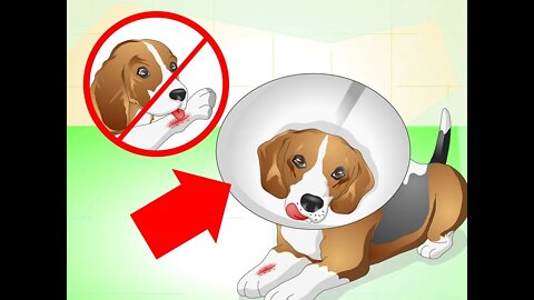 How to Care for a Dog With Stitches: caring for your dog