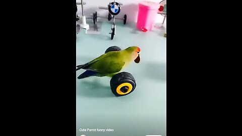 Cute Parrot Riding a Bycycle Funny Parrot