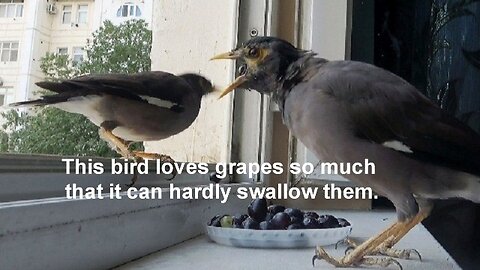 Despite these birds love grapes, it is not possible to swallow them easily!