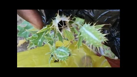 How to collect ripe seeds from a wild stinging nettle - seed collection -