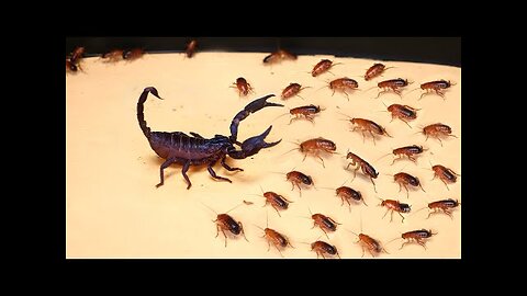 WHAT IF THE 1000 HUNGRY COCKROACHES SEES SCORPION_ SCORPION VS 1000 COCKROACHES