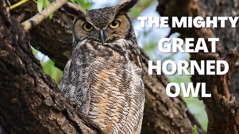 The Call of a great Horned Owl