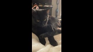 Blackjackdacat cleaning himself again!