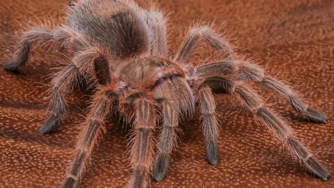 Chilean Rose Hair Tarantula (Grammostola rosea) #shorts