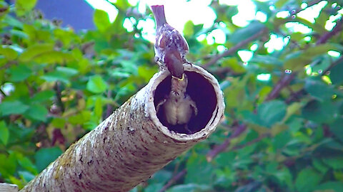 IECV NV #706 - 👀 More Baby House Sparrows 8-1-2018