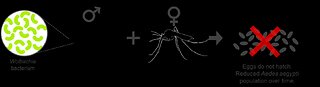 .Wolbachia-Aedes Mosquito Suppression Strategy