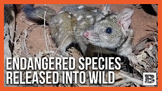 Watch Cute Endangered Quolls Being Released Into the Wild by Australian Wildlife Conservancy