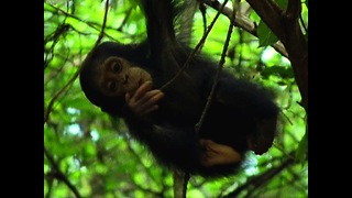 Chimpanzee Family Hang Out
