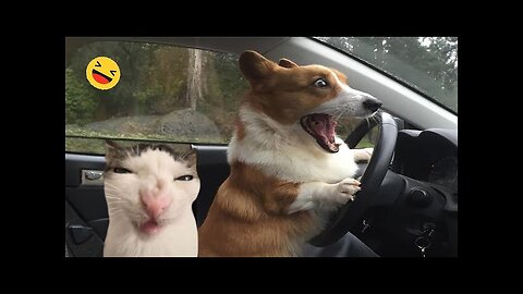 Funny Videos | Animals funny Videos