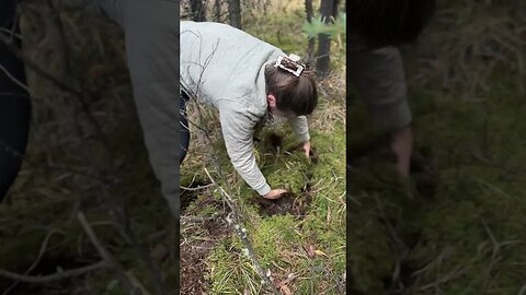 Collecting moss for the shelter #shelterbuilding #bushcraft #survivalshelter #survival