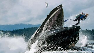 How to Survive Getting Swallowed by a Whale (Survival Stories)