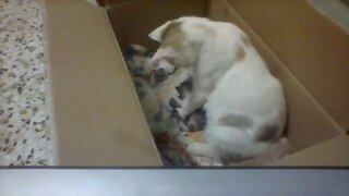 Mommy Cat and Two Weeks old Kittens