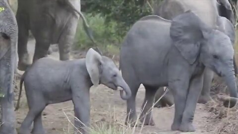 Angry Elephant Calf