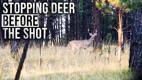 When You Should Stop a Deer Within Shooting Range