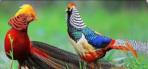 Beautiful Golden Pheasants and Wading Birds