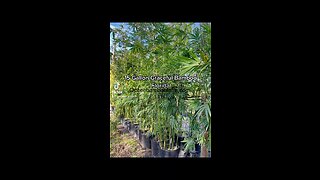 15 Gallon Graceful Bamboo Plants 407-777-4807