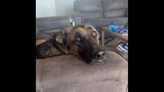 Daisy the German Shepherd Takes on Petunia the Pig at H5 Ranch