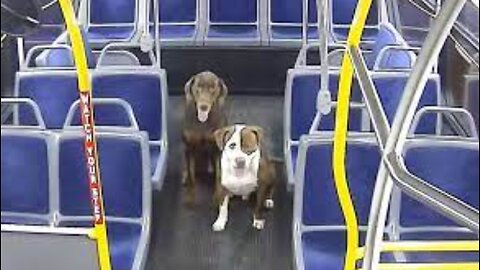 2 dogs at the bus stop