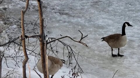 Welcome home - Canadian goose is back!