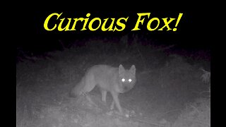 Curious Fox!