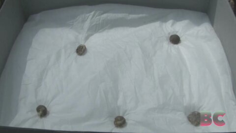 Archaeological investigation finds musket balls at Fort Necessity battlefield