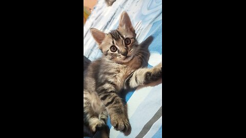 Meet milo and mitsu - cute little kitten video